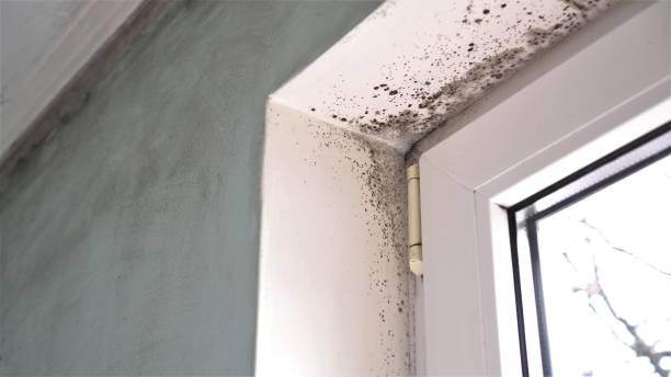 Certified Mold Removal in Pleasant Gap, PA