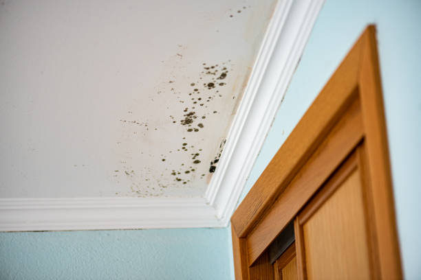 Best Toxic Mold Removal  in Pleasant Gap, PA
