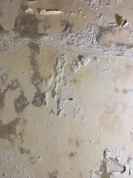 Best Fast Mold Removal  in Pleasant Gap, PA
